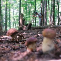 mushrooms-growing-in-a-forest-with-hiker-2026-01-08-02-39-36-utc (1)