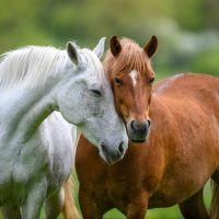 two-beautiful-horses-affectionately-nuzzling-in-a-2026-01-09-07-48-25-utc (1)