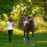 woman-leads-a-majestic-horse-through-green-pasture-2026-03-26-05-35-14-utc (1)